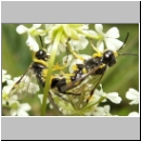 Tenthredo zonula - Blattwespe 07.jpg